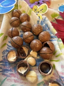 ORZECHY MACADAMIA W ŁUPINIE - RPA 